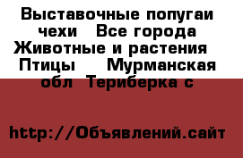 Выставочные попугаи чехи - Все города Животные и растения » Птицы   . Мурманская обл.,Териберка с.